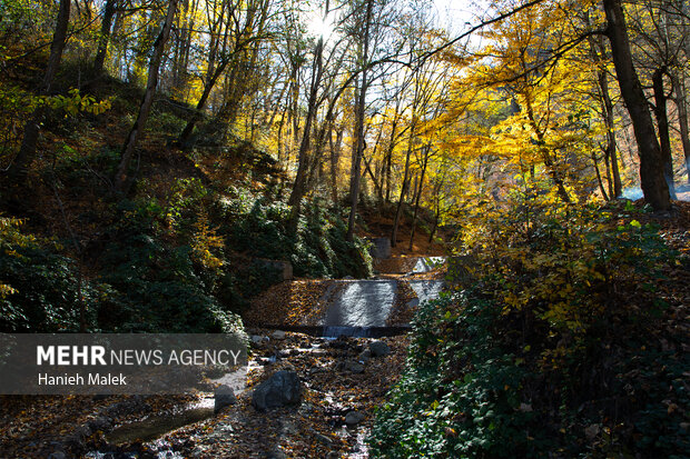 جنگل پاییزی توسکستان گرگان