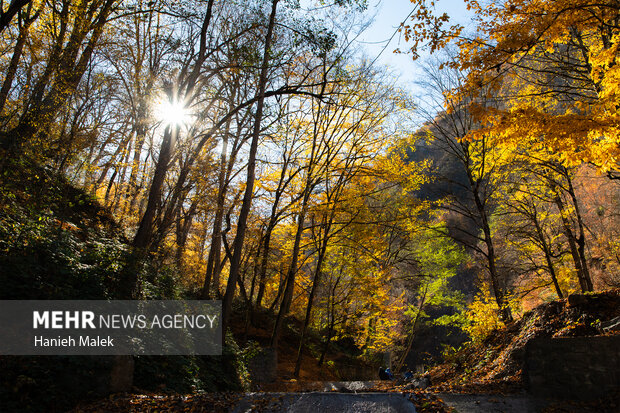جنگل پاییزی توسکستان گرگان