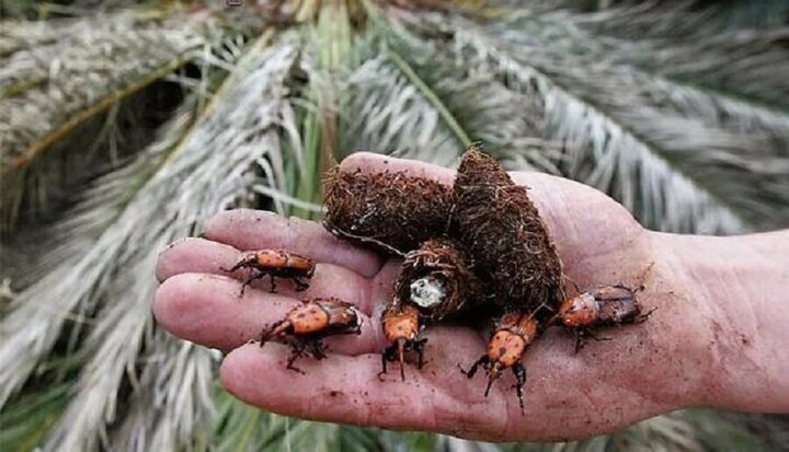 رخشان: آفت سوسک سرخرطومی حنایی باعث مرگ خاموش نخلستان های بم می شود