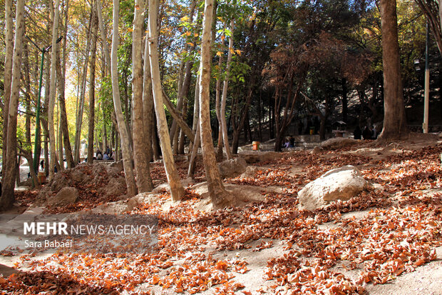 پاییز سراب صحنه؛ نمایشی باشکوه از هزار رنگ طبیعت