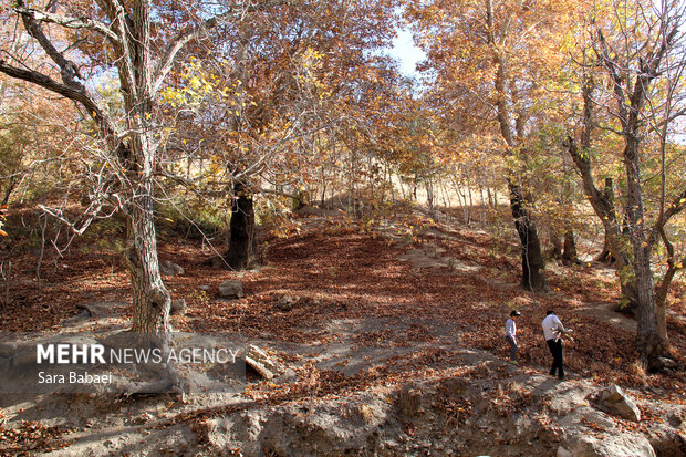 پاییز سراب صحنه؛ نمایشی باشکوه از هزار رنگ طبیعت