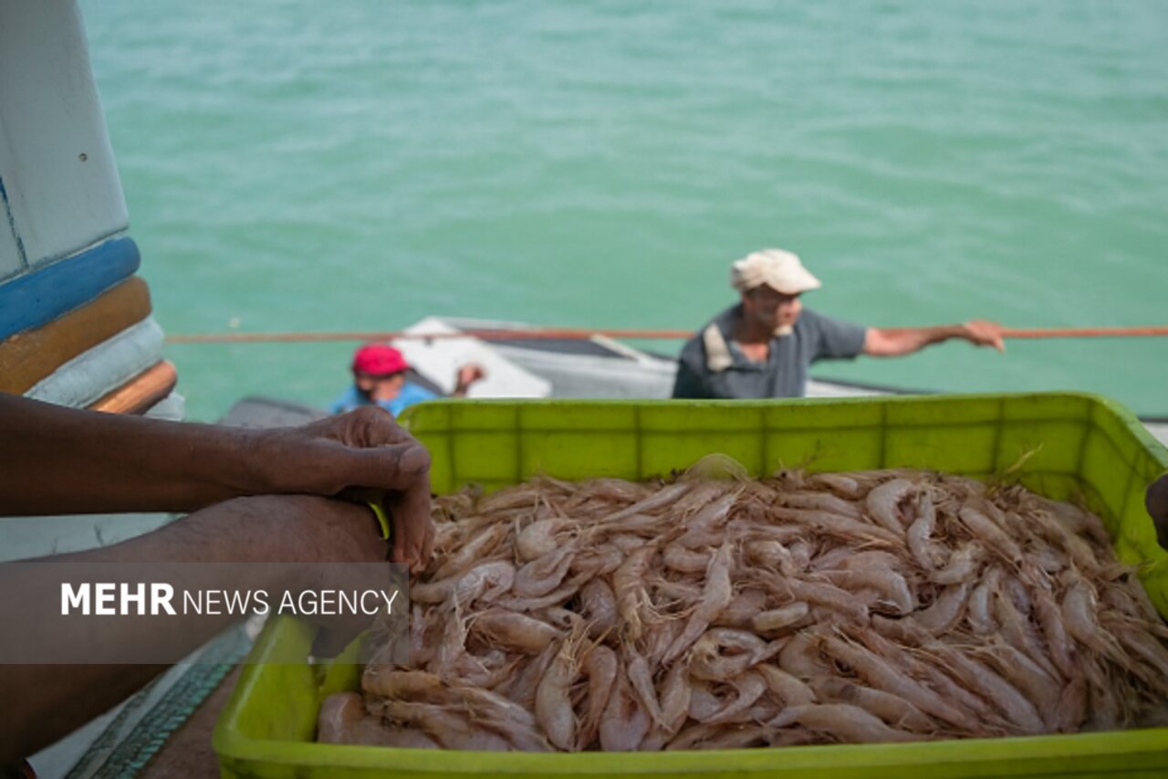 چابهار در مسیر جهش بزرگ آبزیپروری و اقتصاد دریامحور