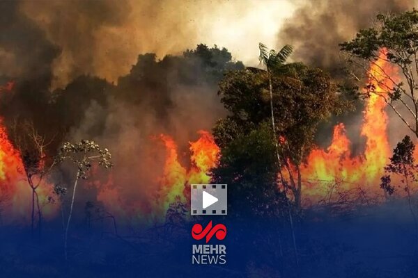 دلیل اصلی آتش سوزی جنگل الیت چه بود؟