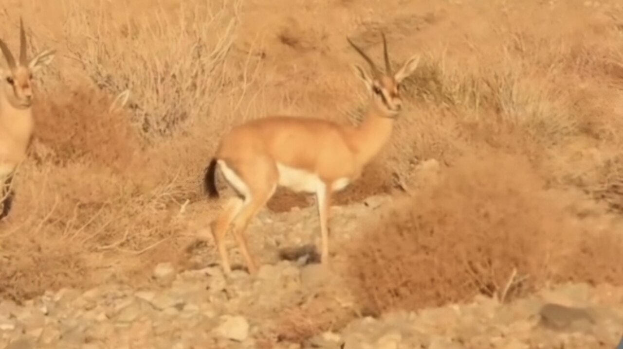 رهاسازی ۳۵ رأس جبیر در پارک ملی توران برای حمایت از یوزپلنگ آسیایی