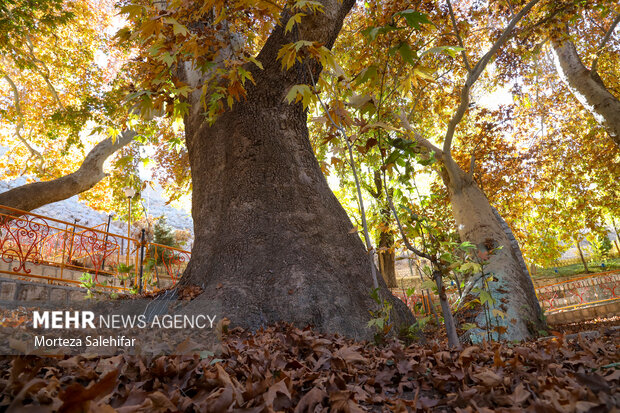 طبیعت پاییزی سیاسرد بروجن