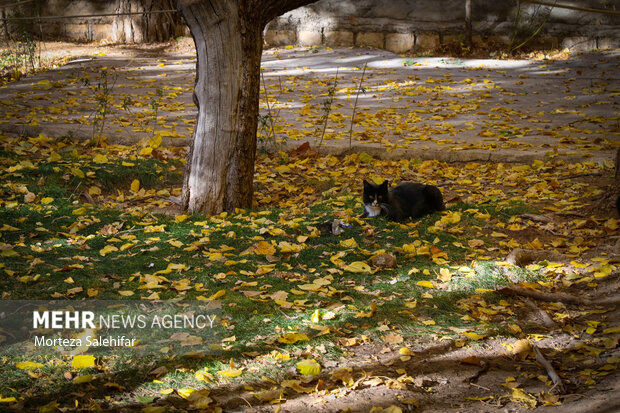 طبیعت پاییزی سیاسرد بروجن