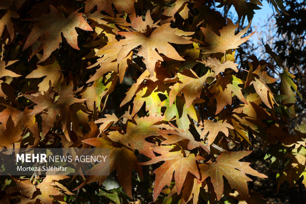 طبیعت پاییزی سیاسرد بروجن