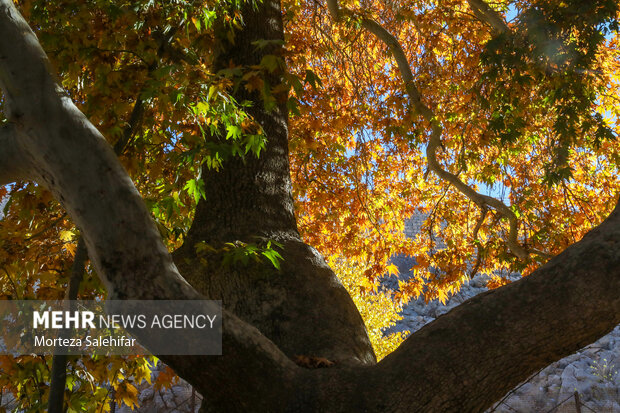 طبیعت پاییزی سیاسرد بروجن