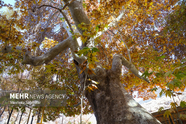 طبیعت پاییزی سیاسرد بروجن