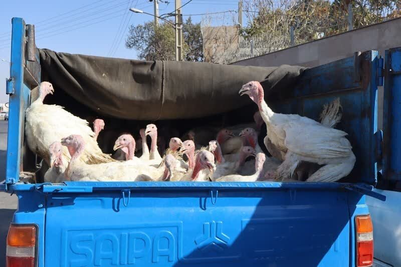 توقیف ۴ نیسان متخلف در میامی؛ ۲۲۳ قطعه بوقلمون فاقد مجوز کشف شد