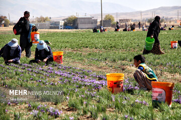 شهرکی: ۴۹ کیلو گرم زعفران از مزارع زاهدان برداشت می شود