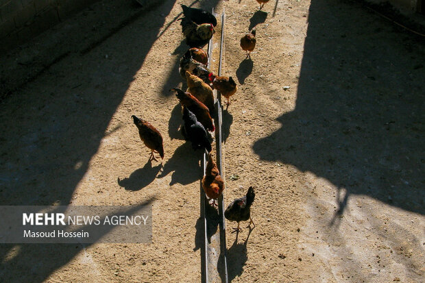 پاییز سوادکوه