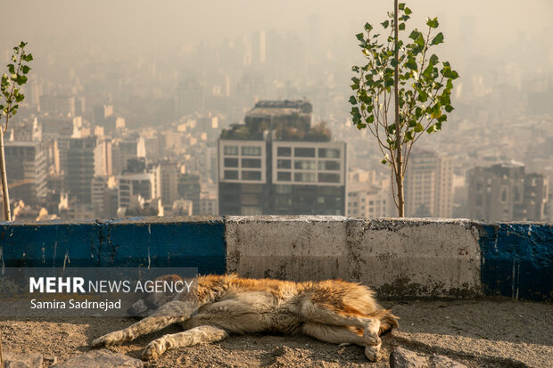 آلودگی هوای تهران