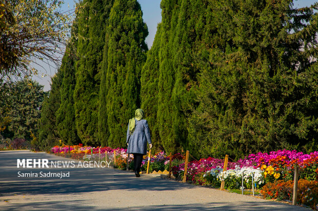 جشنواره گل‌های داودی