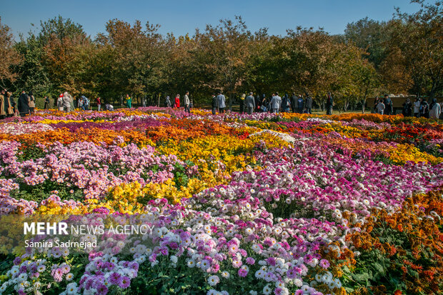 جشنواره گل‌های داودی