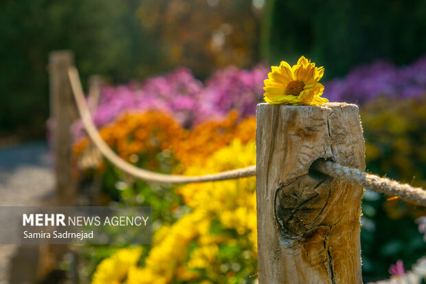 جشنواره گل‌های داودی