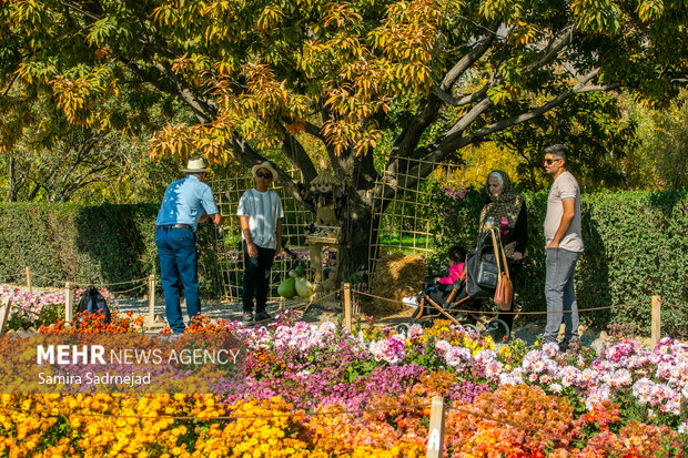 جشنواره گل‌های داودی