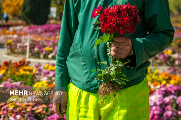 جشنواره گل‌های داودی