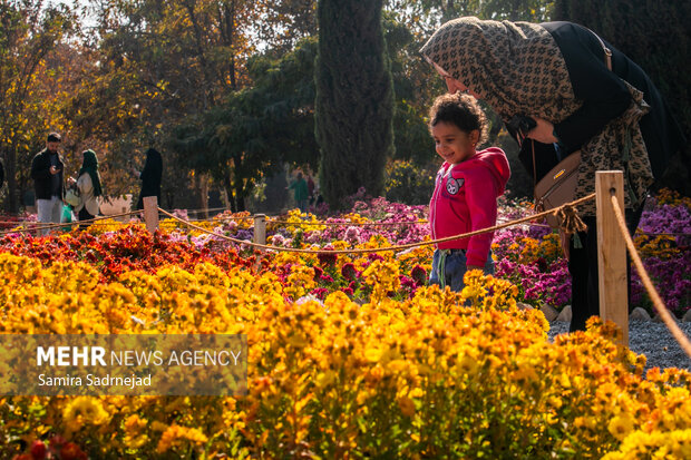 جشنواره گل‌های داودی