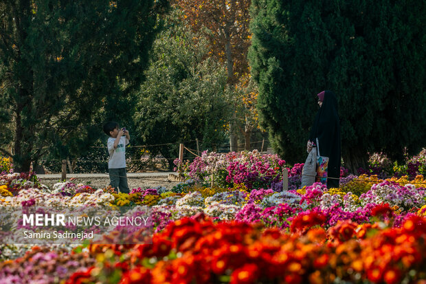 جشنواره گل‌های داودی