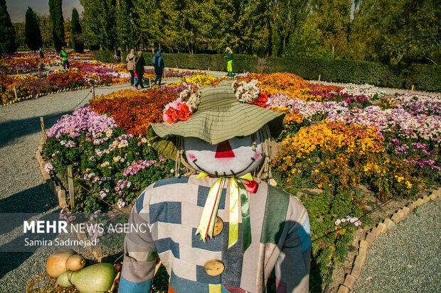 جشنواره گل‌های داودی