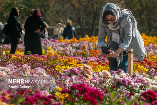 جشنواره گل‌های داودی