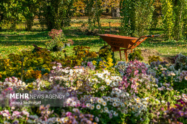 جشنواره گل‌های داودی