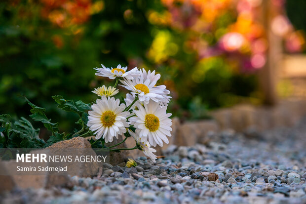 جشنواره گل‌های داودی