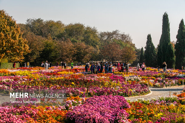 جشنواره گل‌های داودی