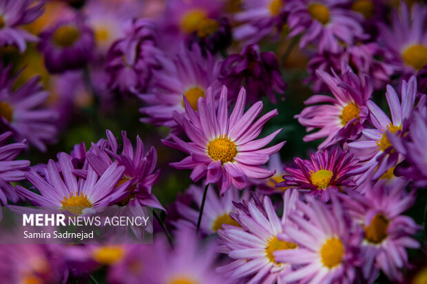 جشنواره گل‌های داودی