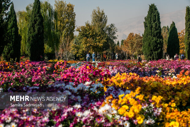 جشنواره گل‌های داودی