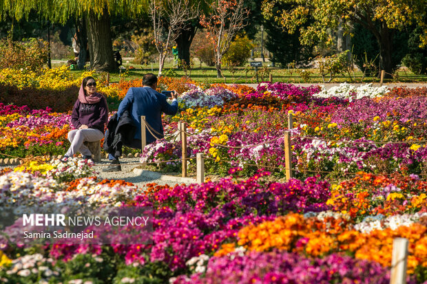 جشنواره گل‌های داودی