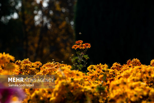 جشنواره گل‌های داودی