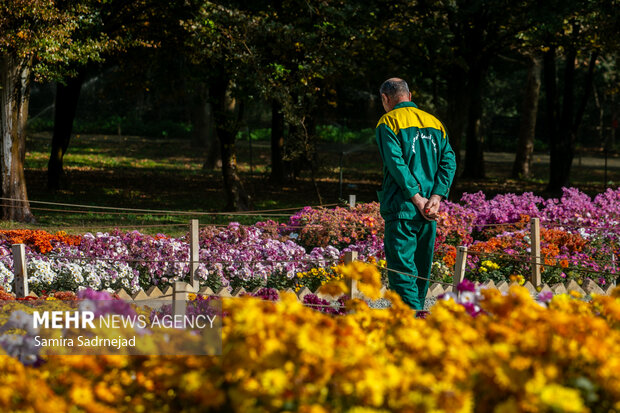 جشنواره گل‌های داودی