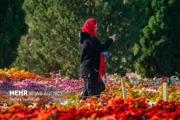 جشنواره گل‌های داودی