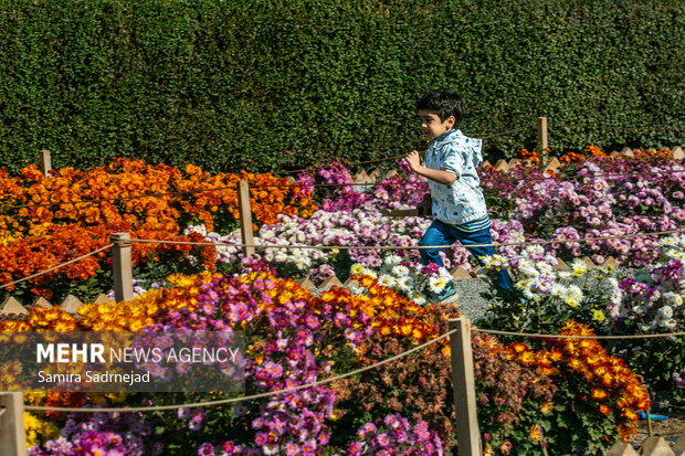 جشنواره گل‌های داودی