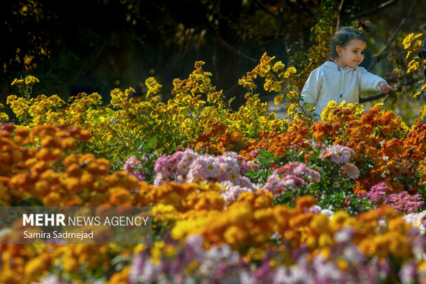 جشنواره گل‌های داودی