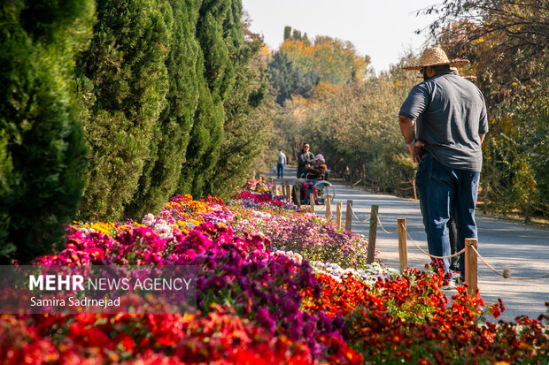 جشنواره گل‌های داودی