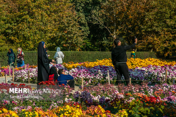 جشنواره گل‌های داودی