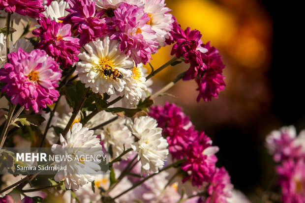 جشنواره گل‌های داودی