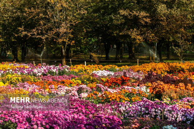 جشنواره گل‌های داودی