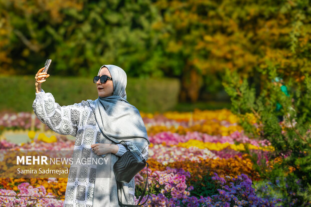 جشنواره گل‌های داودی