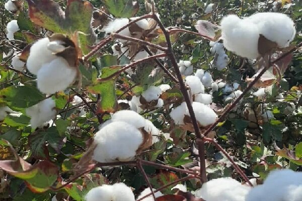آغاز برداشت پنبه از مزارع شهرستان حاجی‌آباد