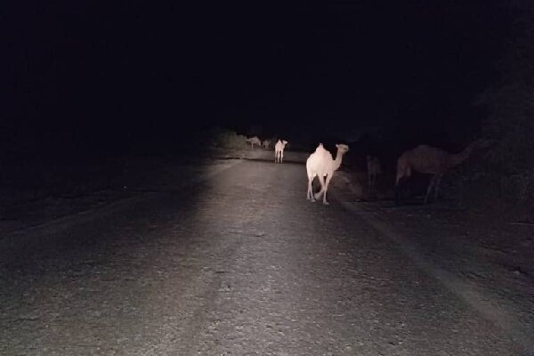 تصادف خودروی سواری با شتر در بندرلنگه ۳ نفر را راهی بیمارستان کرد