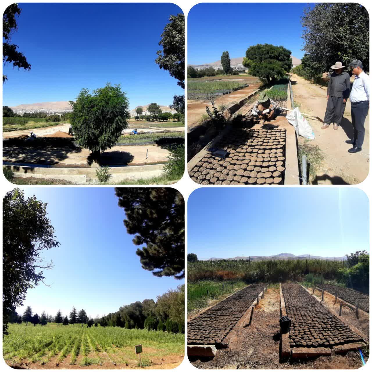 شریفیپور: میزان تولید نهال در کردستان طی سه سال اخیر روندی صعودی دارد