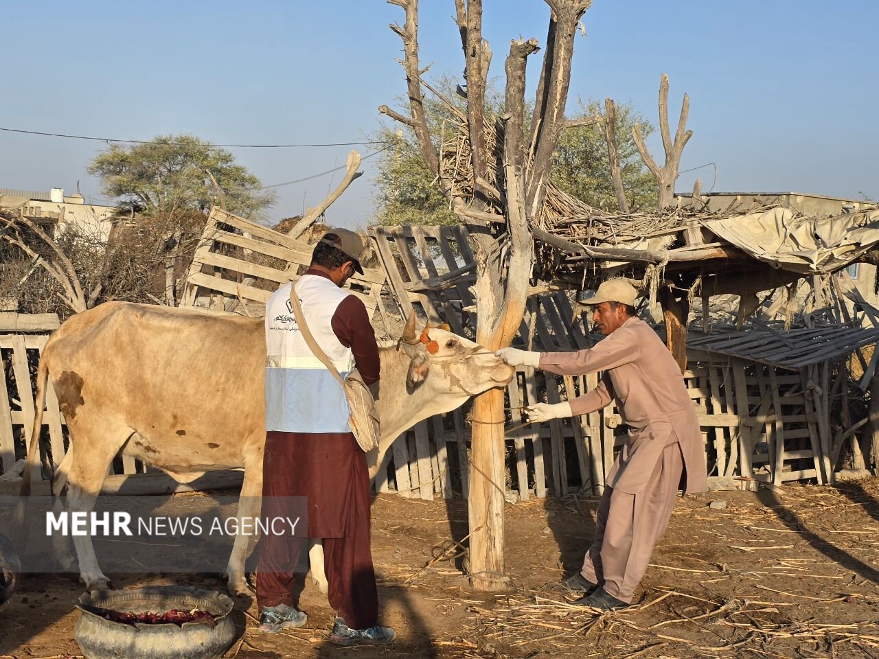 تقویت ایمنی دامی چابهار با اجرای بیش از ۲۶۴ هزار نوبت واکسیناسیون