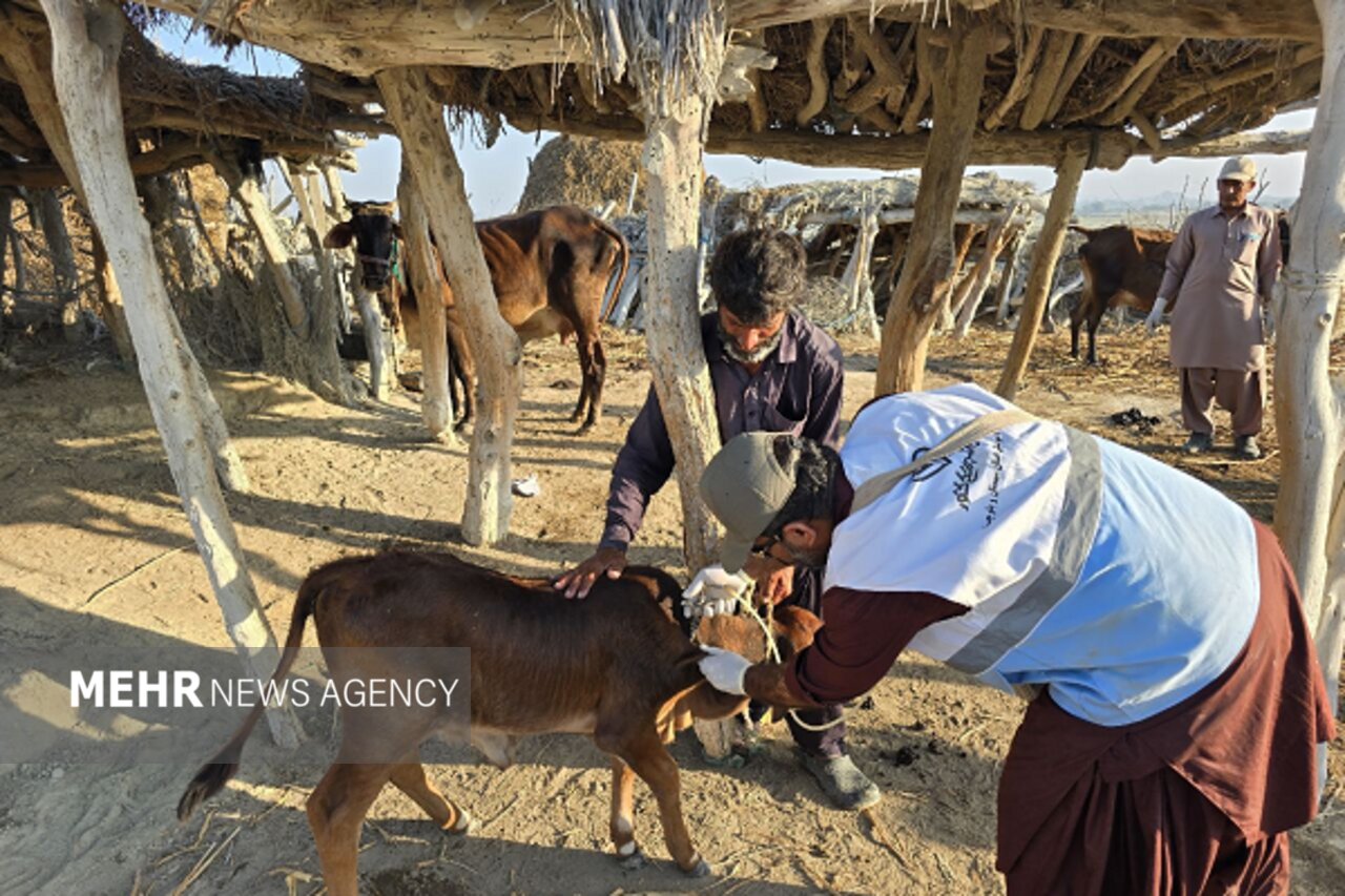 تقویت ایمنی دامی چابهار با اجرای بیش از ۲۶۴ هزار نوبت واکسیناسیون