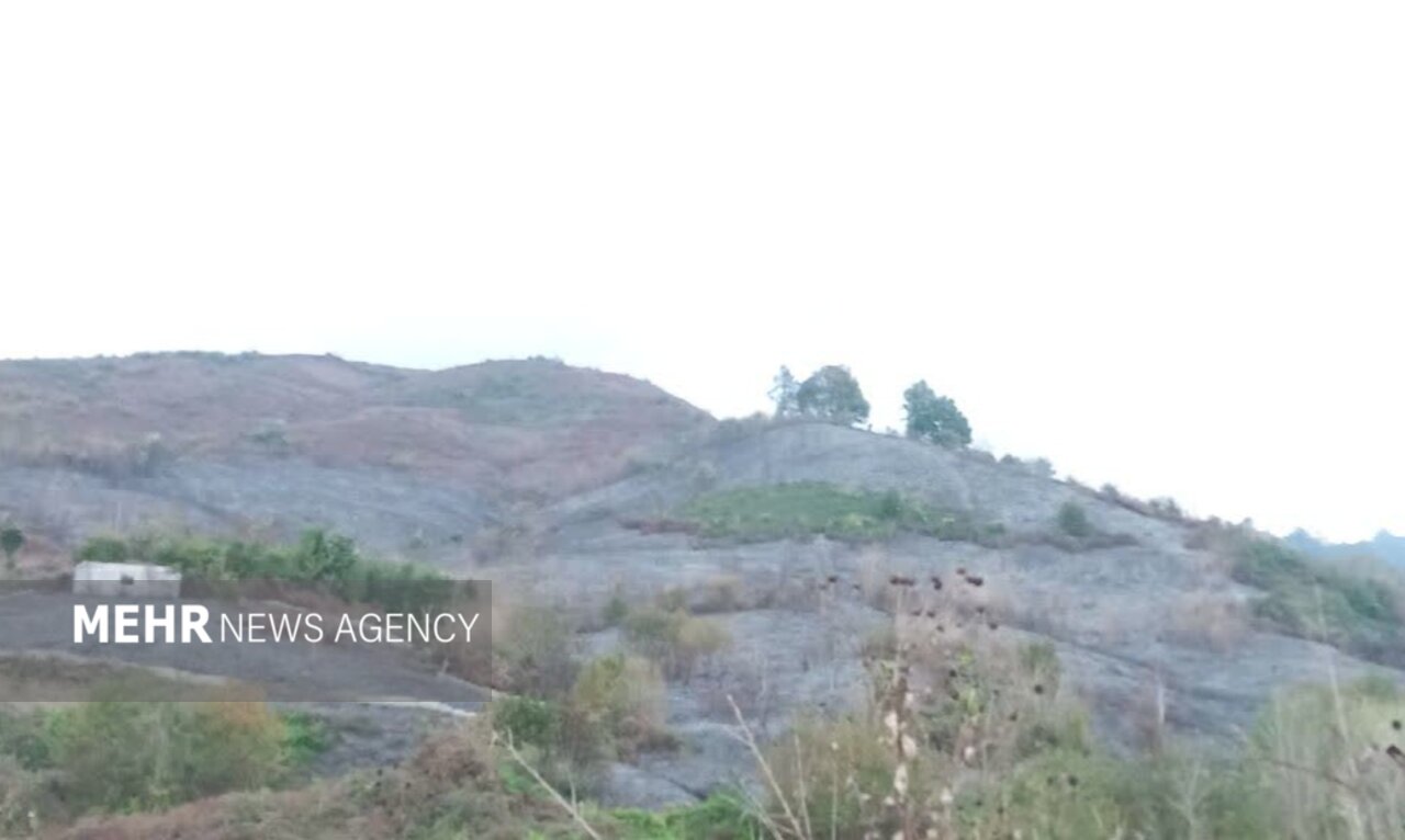 پوررجب: حریق باغات چای در کومله پس از ۳ ساعت مهار شد