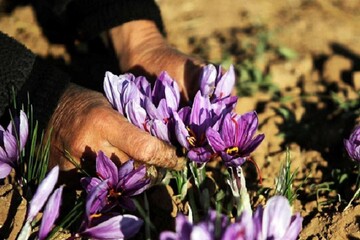 تدوین طرح زنجیره نفوذ فناوری برای زعفران و گل محمدی