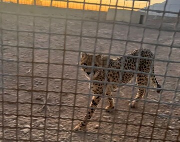 مشاهده ۶ یوزپلنگ آسیایی در پناهگاه میاندشت